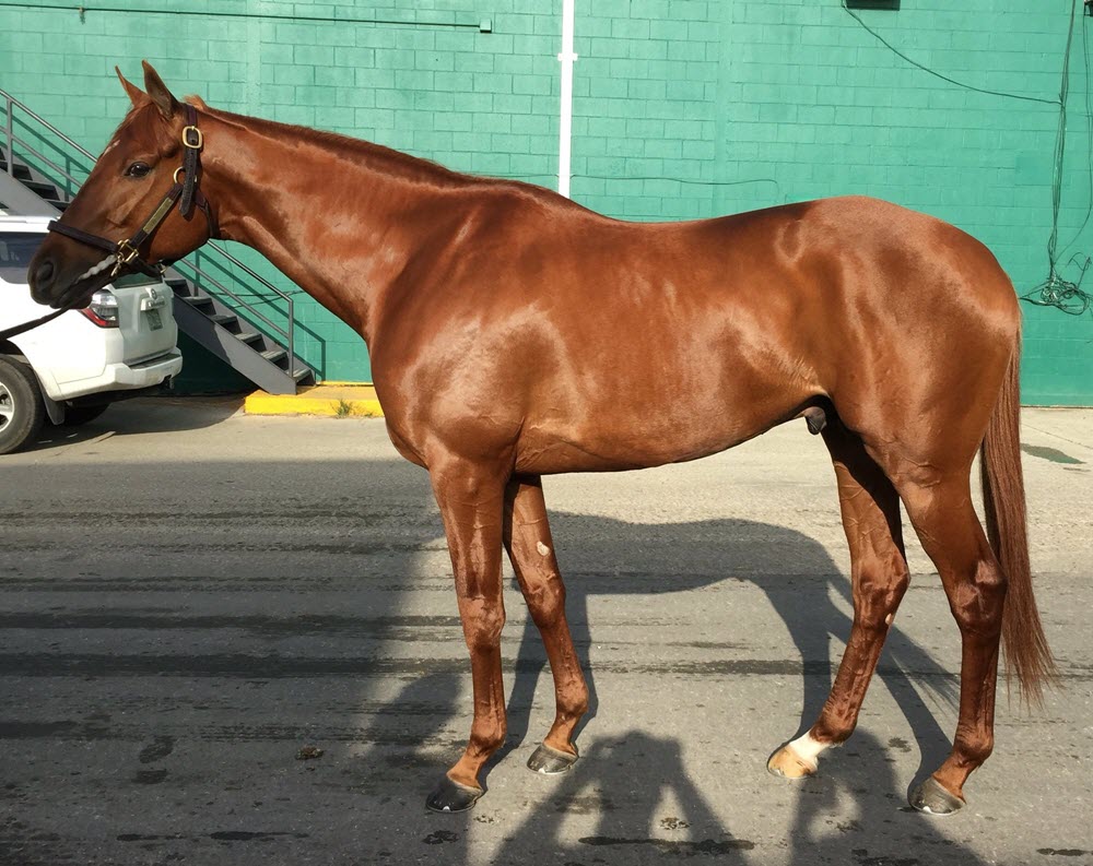 2016 Kentucky Derby Gun Runner Pedigree Profile Horse Racing Nation